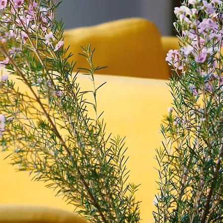 Jono Kalnelis Klaipėda