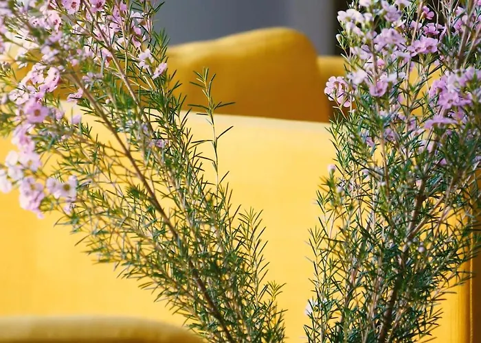 Jono Kalnelis كلابيدا